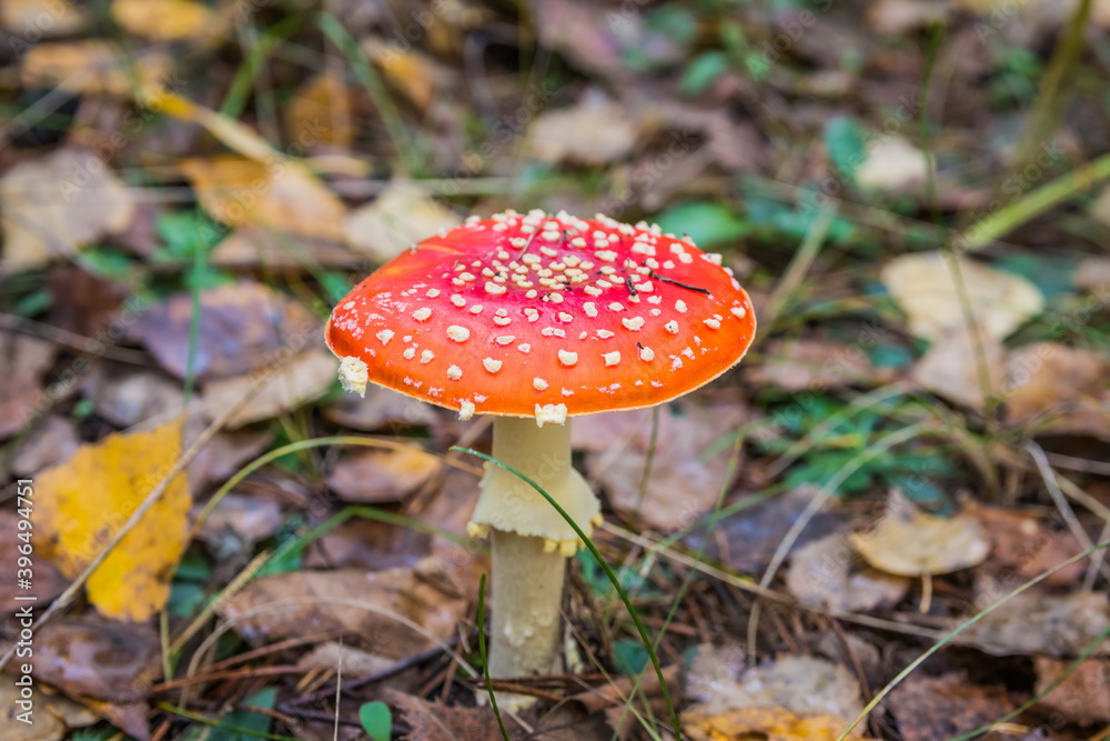 Red fly agaric in autumn forest. Red mushroom / toadstool in the forest Red fly agaric in autumn forest. Red mushroom / toadstool in the forest