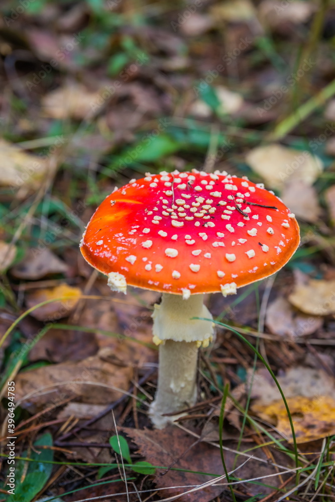 Red fly agaric in autumn forest. Red mushroom / toadstool in the forest Red fly agaric in autumn forest. Red mushroom / toadstool in the forest
