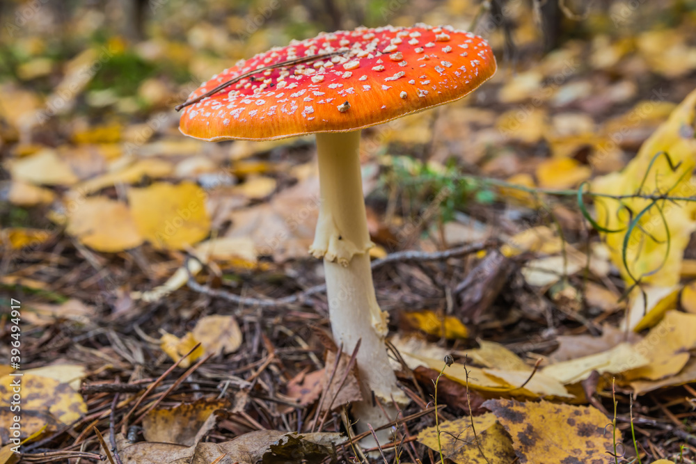 Red fly agaric in autumn forest. Red mushroom / toadstool in the forest Red fly agaric in autumn forest. Red mushroom / toadstool in the forest