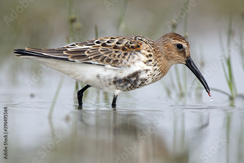 The dunlin (Calidris alpina) catching worms in the shallows. A small brown-gray bird of coastal waters hunts in a shallow lagoon.