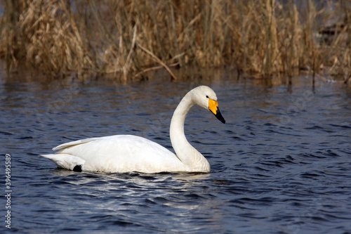 The whooper swan (Cygnus cygnus) on water. A white swan with a yellow beak on the clear blue surface of a Scandinavian lake.