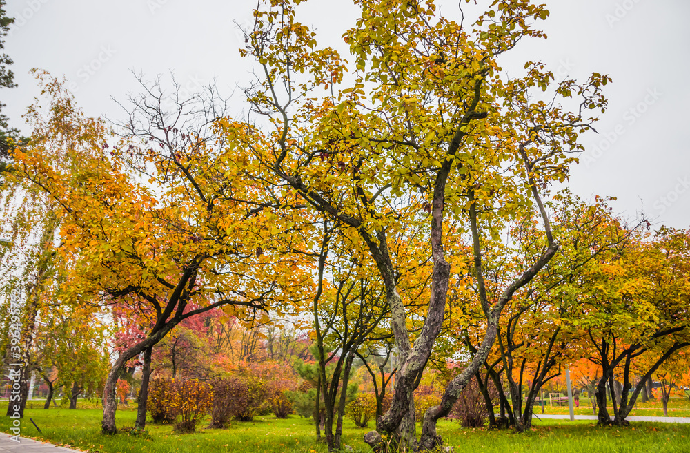 Leaf fall in the park in autumn. Landscape with apple trees, maples and other trees on a cloudy day.