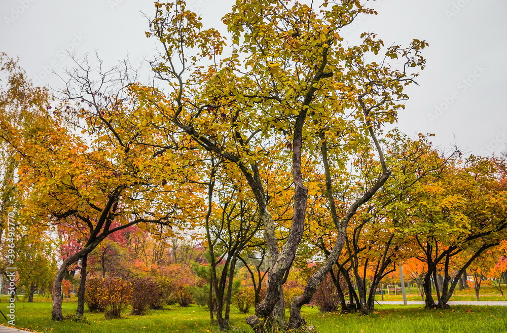Naklejka premium Leaf fall in the park in autumn. Landscape with apple trees, maples and other trees on a cloudy day.