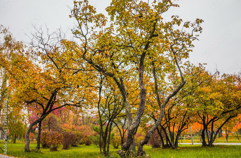 Leaf fall in the park in autumn. Landscape with apple trees, maples and other trees on a cloudy day.