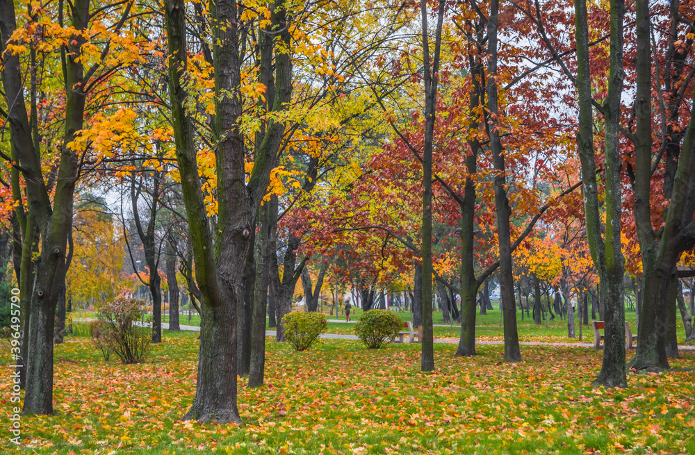 Leaf fall in the park in autumn. Landscape with maples and other trees on a cloudy day.