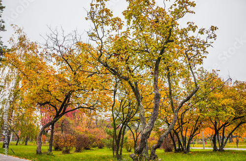 Leaf fall in the park in autumn. Landscape with apple trees  maples and other trees on a cloudy day.