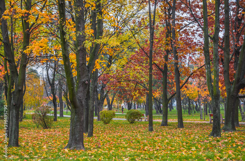 Leaf fall in the park in autumn. Landscape with maples and other trees on a cloudy day.