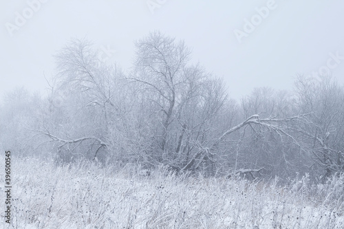 frosty winter morning