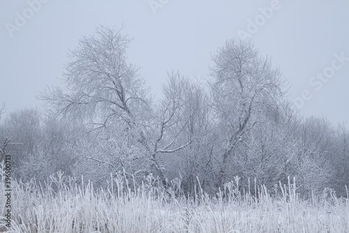 frosty winter morning