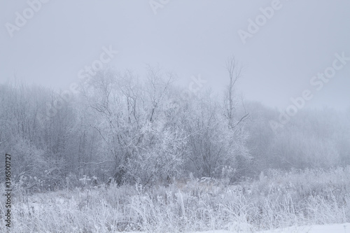 frosty winter morning
