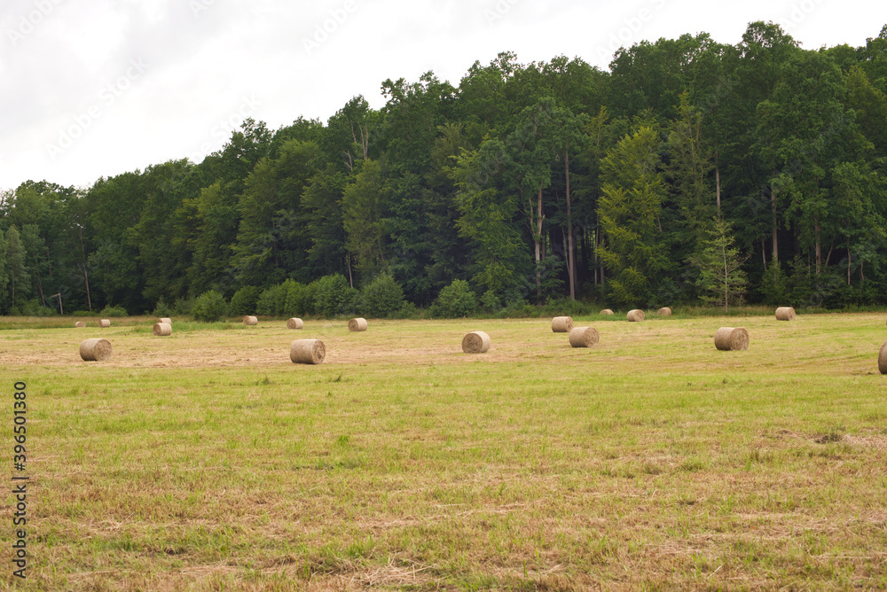 forest meadow, lying hay in bales