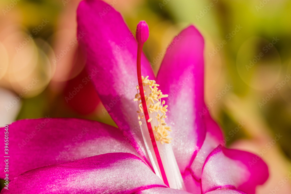 beautiful christmas cactus flower close up