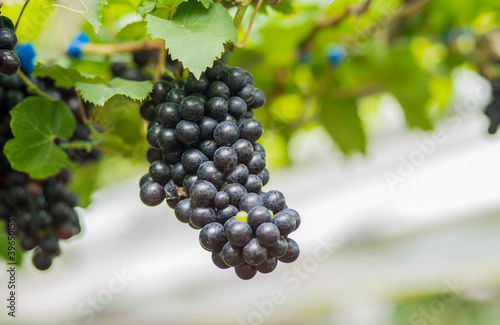 A bunch of dark grapes on the vine. The grapes grow in the sun. Close-up of bunches of grapes on a fall day.