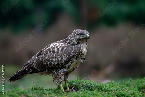 Common Buzzard (Buteo buteo) eating a piece of a pigeon in the forest of Noord Brabant in the Netherlands. Autumn background.