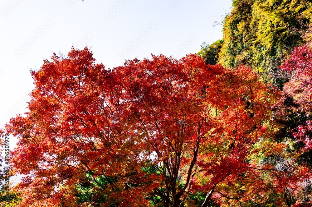 仙の岩の紅葉