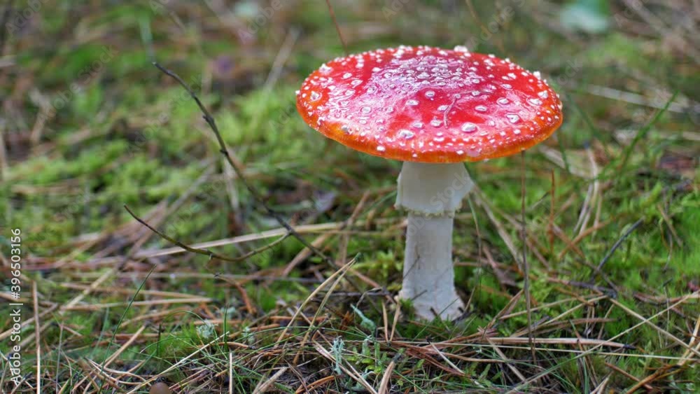 Red Fly Agaric Amanita Muscaria Poisonous Mushroom in Autumn Forest Close-Up Red Fly Agaric Amanita Muscaria Poisonous Mushroom in Autumn Forest Close-Up