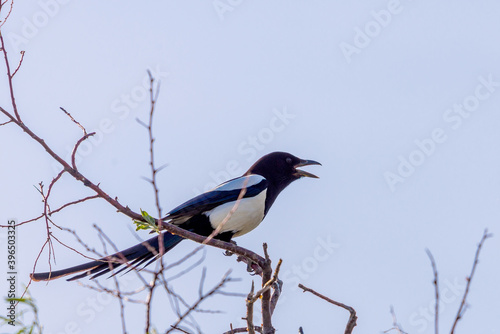 Eurasian magpie or Pica Pica on branch