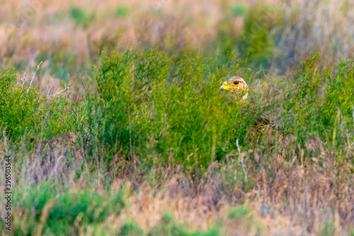 Steppe Eagle hiding in the grass