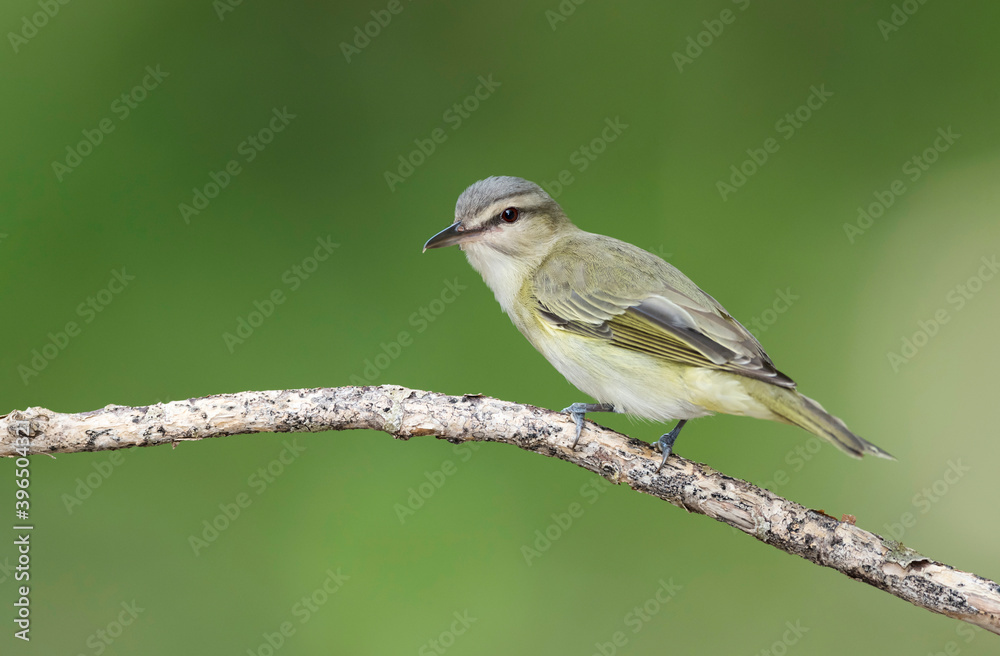 Fototapeta premium Black-whiskered Vireo, Vireo altiloquus barbatulus