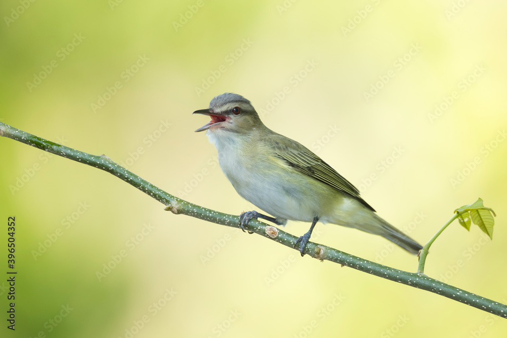 Black-whiskered Vireo, Vireo altiloquus barbatulus Black-whiskered Vireo, Vireo altiloquus barbatulus