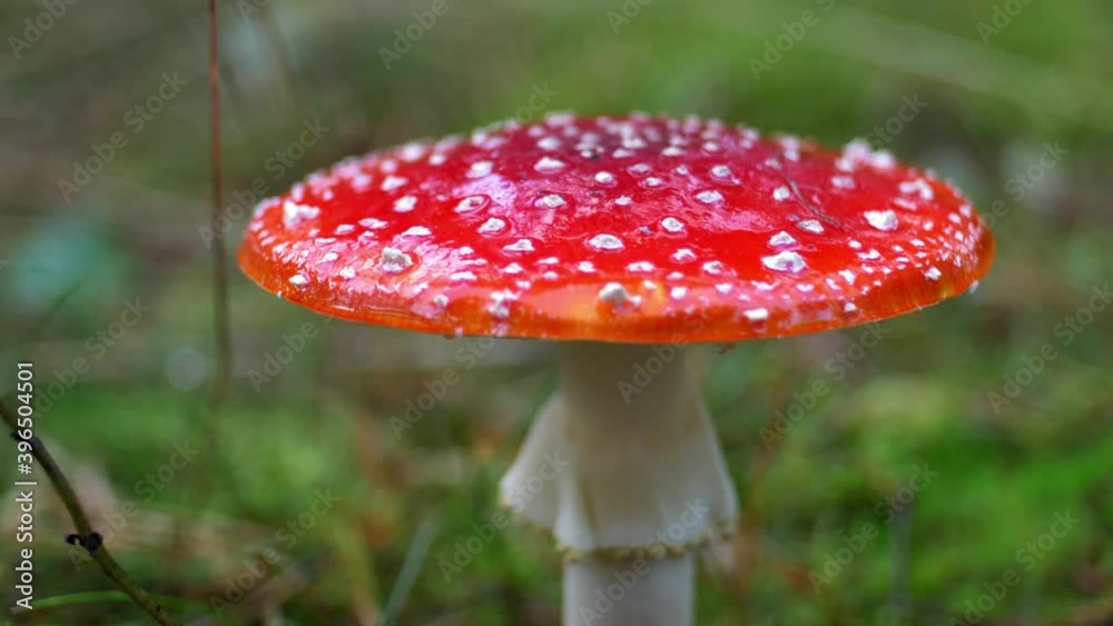 Red Fly Agaric Amanita Muscaria Poisonous Mushroom in Autumn Forest Close-Up Red Fly Agaric Amanita Muscaria Poisonous Mushroom in Autumn Forest Close-Up