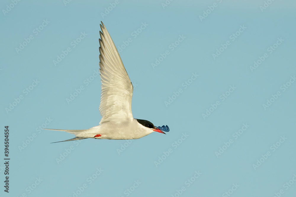 Fototapeta premium Arctic Tern, Sterna paradisaea