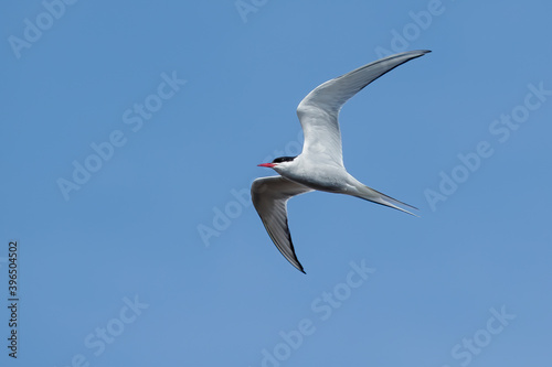 Arctic Tern, Sterna paradisaea © AGAMI