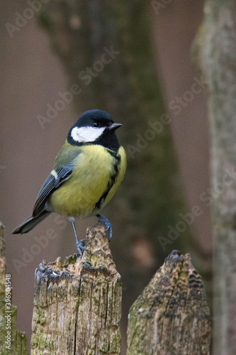 great tit on a branch near the bird feeder