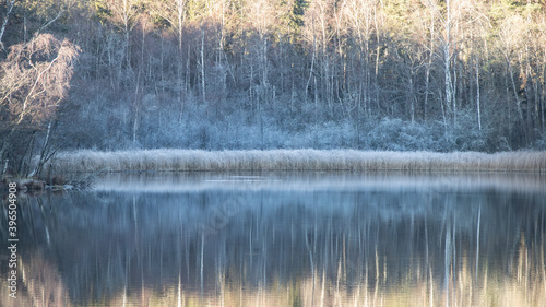 Frosty morning in the woods