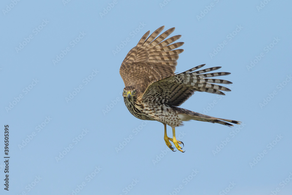 Fototapeta premium Cooper's Hawk, Accipiter cooperii