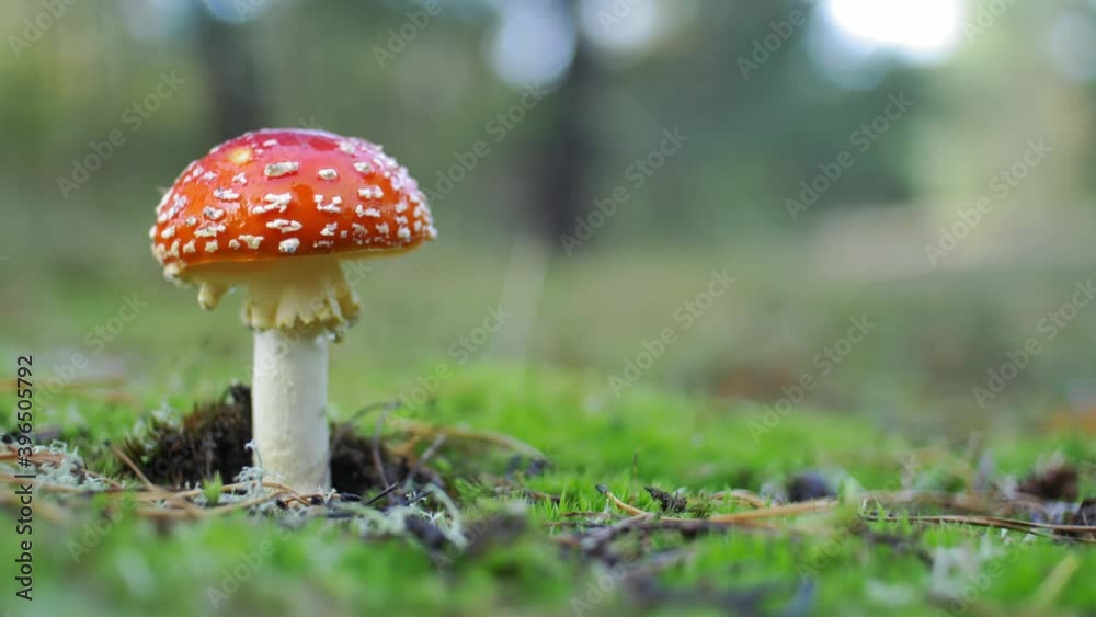 Red Fly Agaric Amanita Muscaria Poisonous Mushroom in Autumn Forest Close-Up Red Fly Agaric Amanita Muscaria Poisonous Mushroom in Autumn Forest Close-Up