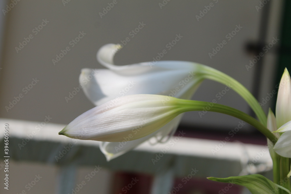 Obraz premium lily of the valley