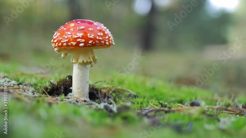 Wallpaper Mural Red Fly Agaric Amanita Muscaria Poisonous Mushroom in Autumn Forest Close-Up Torontodigital.ca