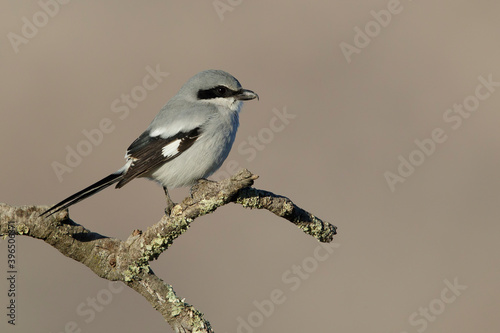 Loggerhead Shrike, Lanius ludovicianus photo