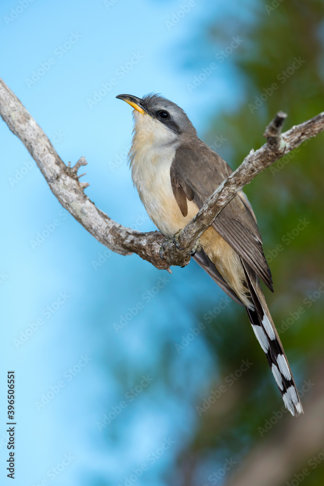 Mangrove Cuckoo, Coccyzus minor Mangrove Cuckoo, Coccyzus minor