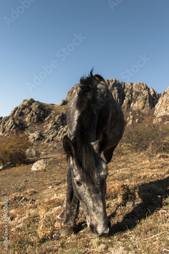 Horse grazes on mountine pasture in afternoon. Crimea, Yalta region, Mount Demirci. photo