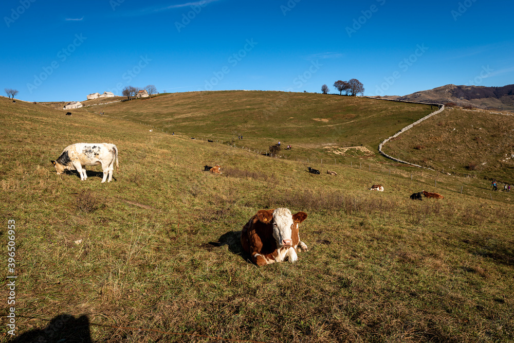 Herd of dairy cows on a green and brown meadows in autumn, Lessinia Plateau, Regional Natural Park, Alps, Verona Province, Veneto, Italy, Europe.