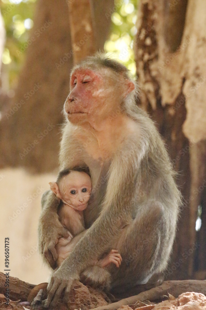 A beautiful portrait picture of a mother monkey and her infant.