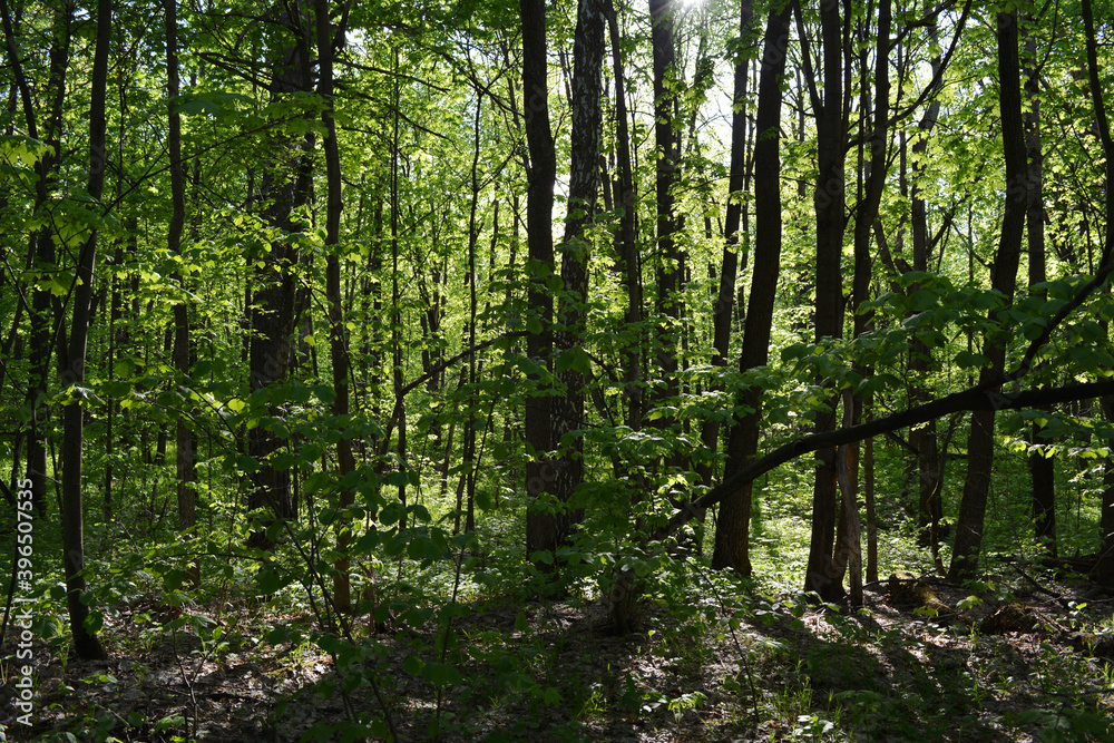 Beautiful lush green forest with deciduous trees in spring. Beautiful lush green forest with deciduous trees in spring.