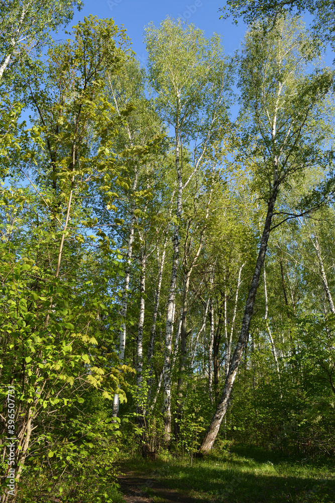 Obraz premium Beautiful spring landscape with birch trees with fresh green leaves. Picturesque view of forest in sunny day