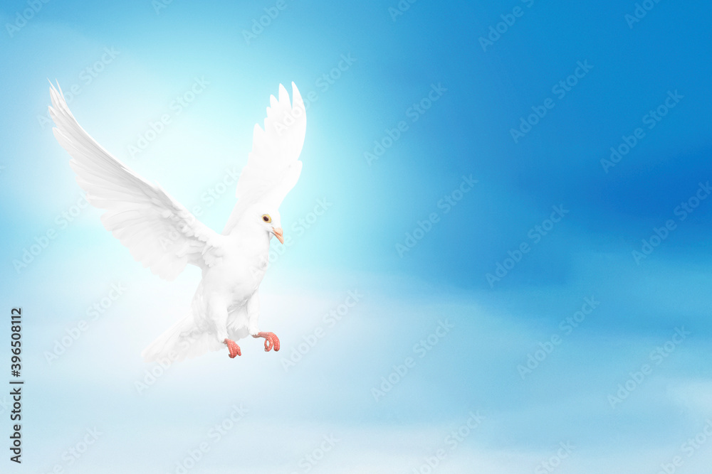 Fototapeta premium Pigeon flying
