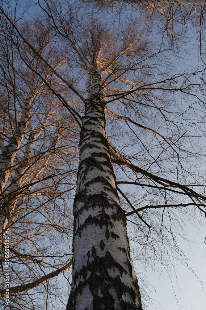Fototapeta premium View from below on tall trunk of birch tree in early spring.