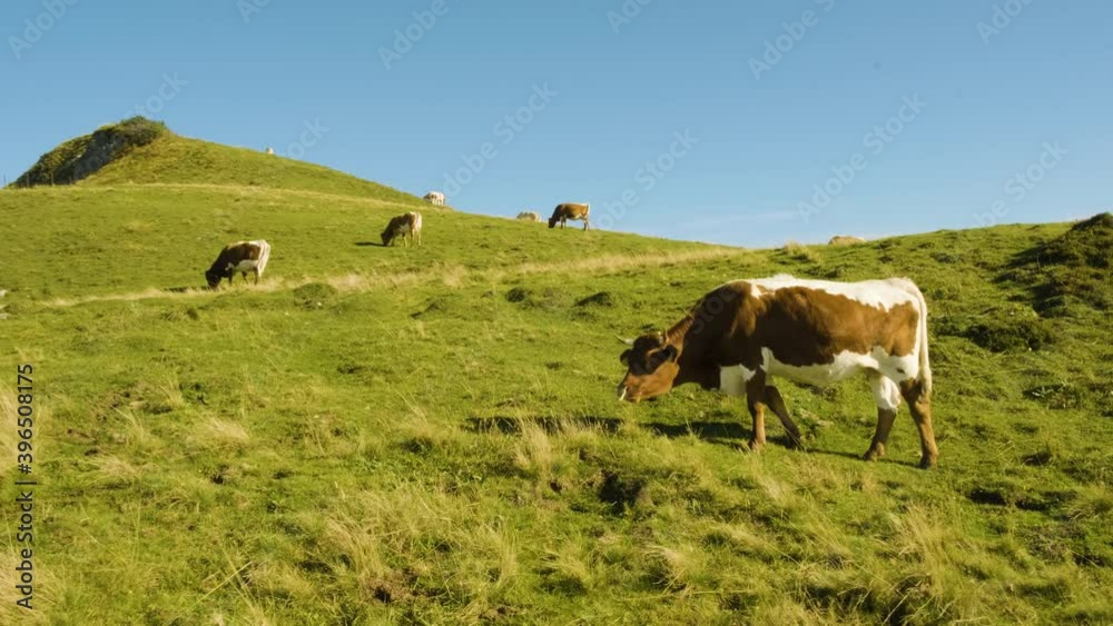 Cattle Herd Grazing on Beautiful Green Hilly Pasture Blowing in Wind With Blue Sky. Velika Planina, Slovenia. Cattle Herd Grazing on Beautiful Green Hilly Pasture Blowing in Wind With Blue Sky. Velika Planina, Slovenia.