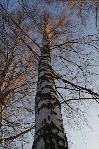 Fototapeta Naklejka Na Ścianę i Meble -  View from below on tall trunk of  birch tree in early spring.