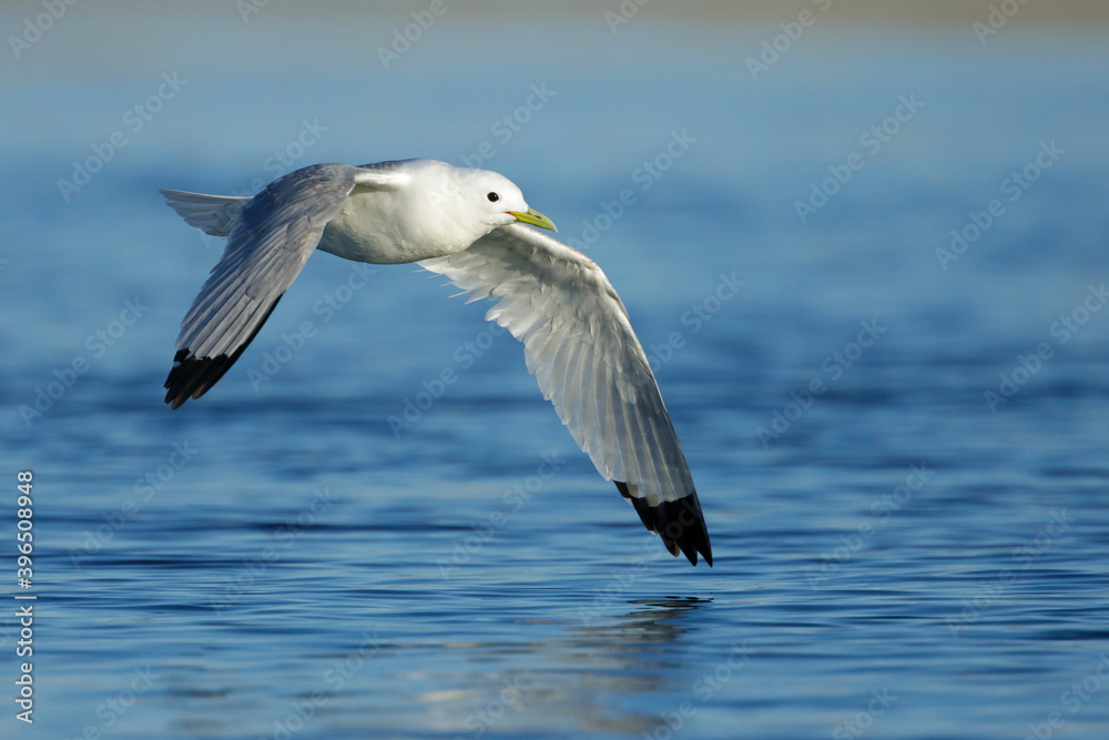 Fototapeta premium Pacific Black-legged Kittiwake, Rissa tridactyla pollicaris