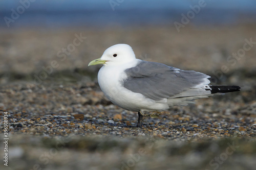 Pacific Black-legged Kittiwake, Rissa tridactyla pollicaris