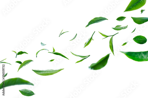 Flying whirl green tea leaves in the air, Healthy products by organic natural ingredients concept, Empty space in studio shot isolated on white background long banner
