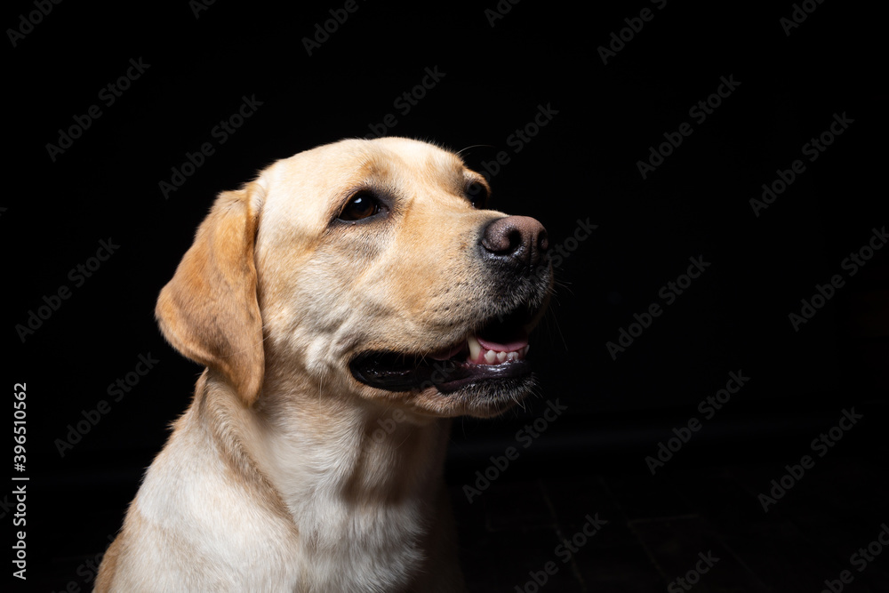 Portrait of a Labrador Retriever dog on an isolated black background. Portrait of a Labrador Retriever dog on an isolated black background.