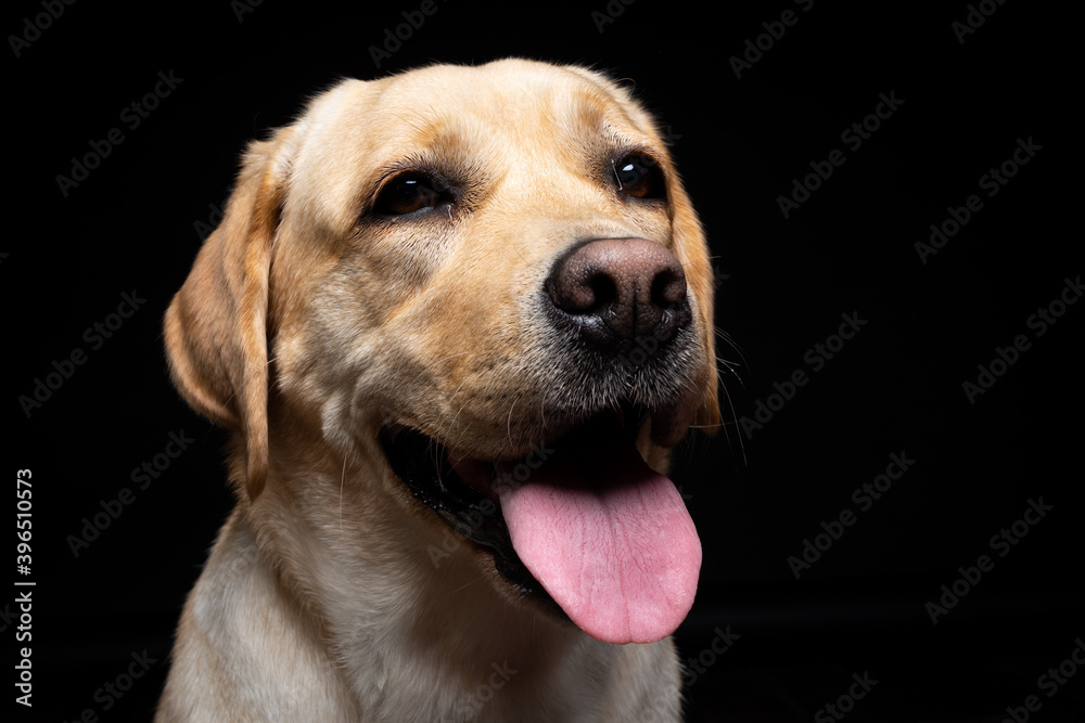 Portrait of a Labrador Retriever dog on an isolated black background. Portrait of a Labrador Retriever dog on an isolated black background.