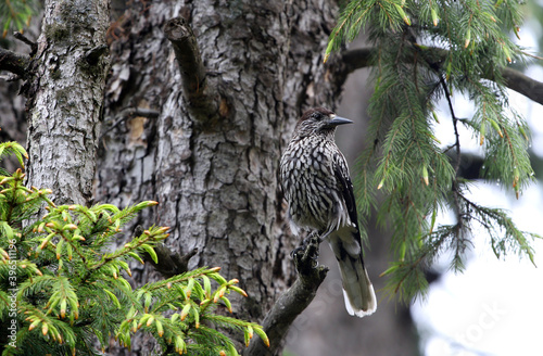 Large-spotted Nutcracker, Nucifraga multipunctata photo